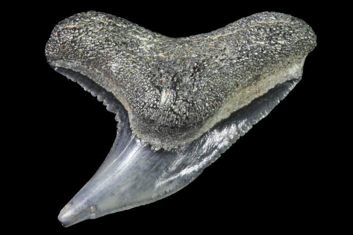 Colorful Fossil Tiger Shark (Galeocerdo) Tooth - Virginia #91831